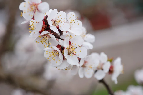 Beautiful branch of a blossoming tree close-up — Stock Photo, Image