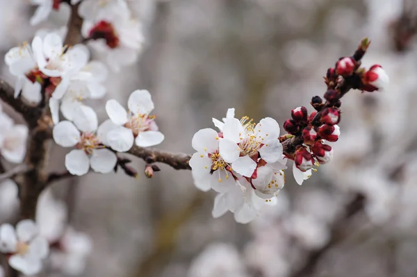 Beautiful branch of a blossoming tree close-up — Stock Photo, Image