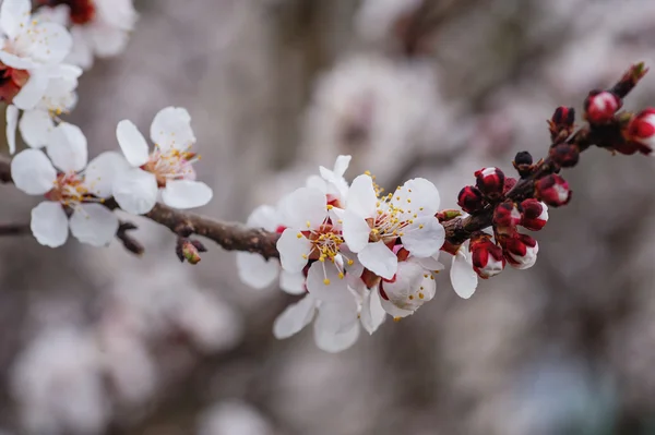 Beautiful blossoming branch apricots in the spring garden — Stock Photo, Image