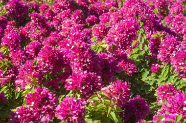 Güzel kırmızı çiçekli çalılar Begonvil portre