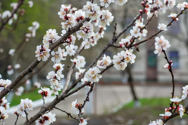 Beautiful branch of a blossoming tree in spring — Stock Photo, Image
