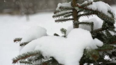 Kışın kar ve düşen kar güzel köknar ağacı