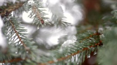 Kışın kar ve düşen kar güzel köknar ağacı