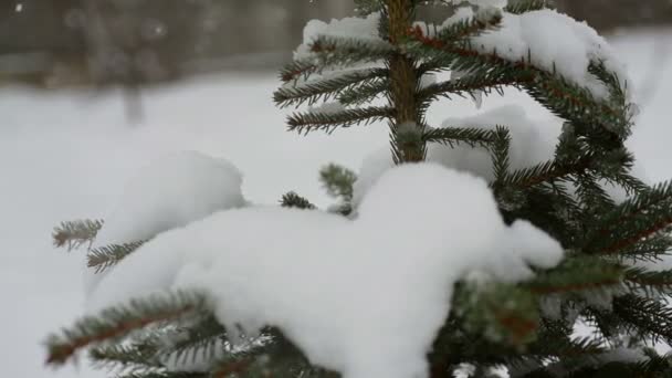 Mooie fir-boom in sneeuw in de winter en dalende sneeuw — Stockvideo