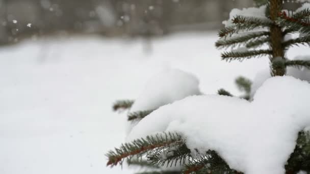 Krásné jedle v padajícím sněhu a sníh v zimě — Stock video