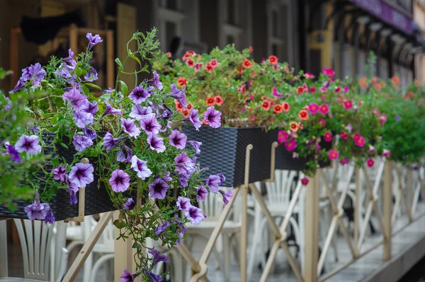 Fence with flowers on Street of Lviv city in summer — Stock Photo, Image