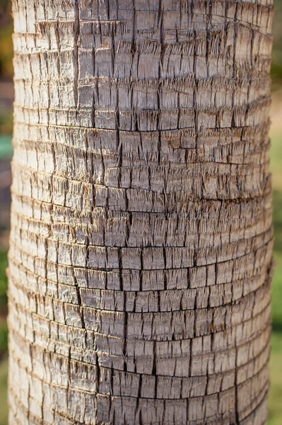 De textuur van een palmboom close-up — Stockfoto