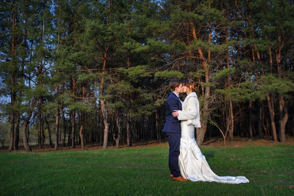 Novio besa a la novia sobre un fondo de bosque de pinos en el spr — Foto de Stock