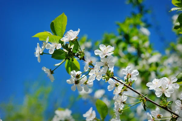 Vackra blommande våren trädgård på en bakgrund av blå himmel — Stockfoto