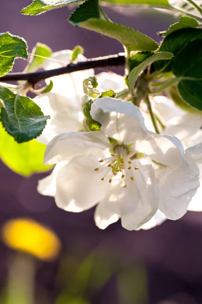 Krásné Kvetoucí strom se zelenými listy na jaře zblízka — Stock fotografie