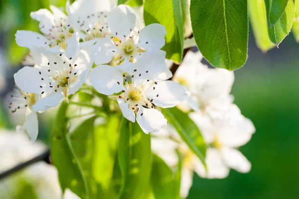 Krásné Kvetoucí strom se zelenými listy na jaře zblízka — Stock fotografie