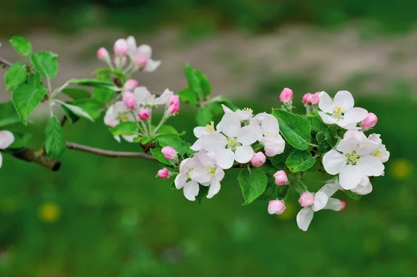 Schön blühender Apfelbaumzweig im Frühling — Stockfoto