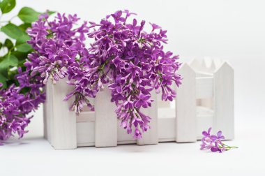 Güzel bahar Eflatun ve beyaz arka plan üzerinde küçük bir çit