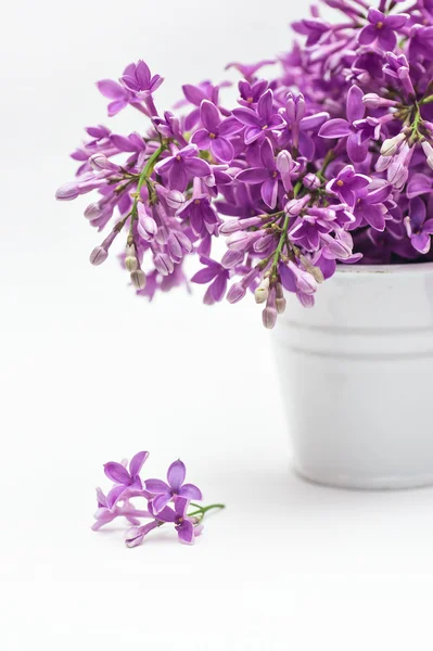 Bucket and lilac on a white background — Stock Photo, Image