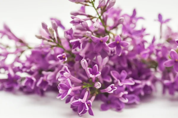 Beautiful spring lilac on a white background — Stock Photo, Image