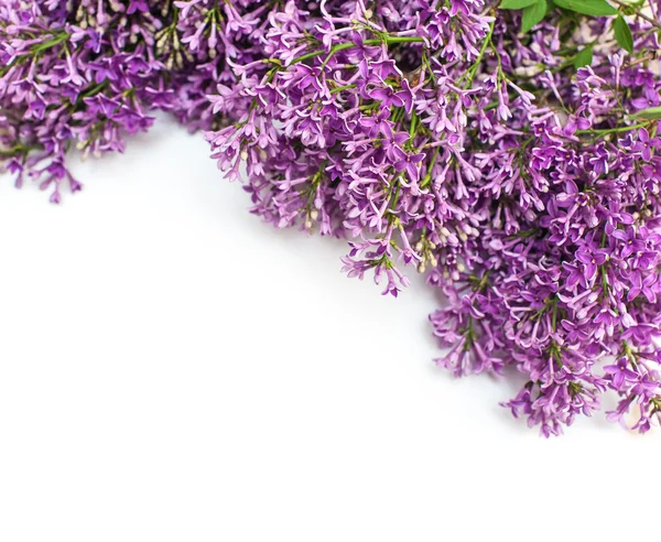 Beautiful lilac branch isolated on white background spring — Stock Photo, Image