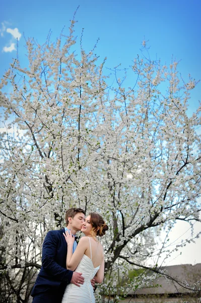 Mooie pasgetrouwden wandelen in de bloeiende lentetuin — Stockfoto