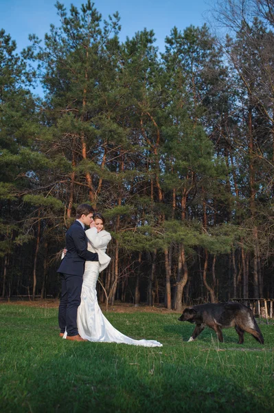 Nevěsta a ženich kousek borovým lesem na svatební den — Stock fotografie