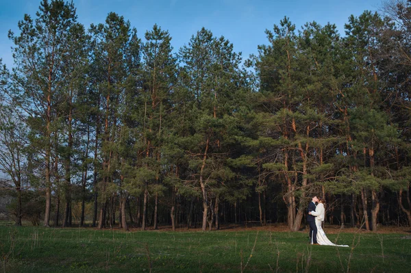 新娘和新郎在婚礼当天附近松树林中散步 — 图库照片