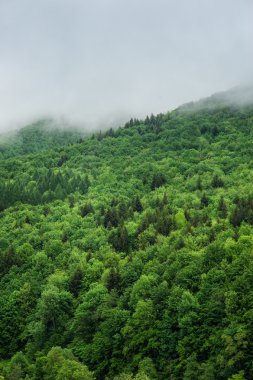 Güneş ışığıyla yaz ormanı
