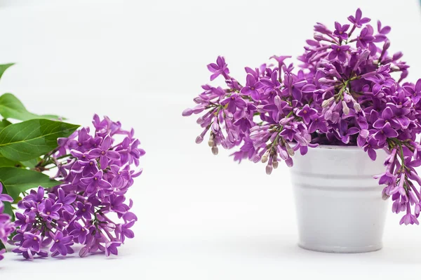 Flowers violets in a small bucket isolated over white — Stock Photo, Image