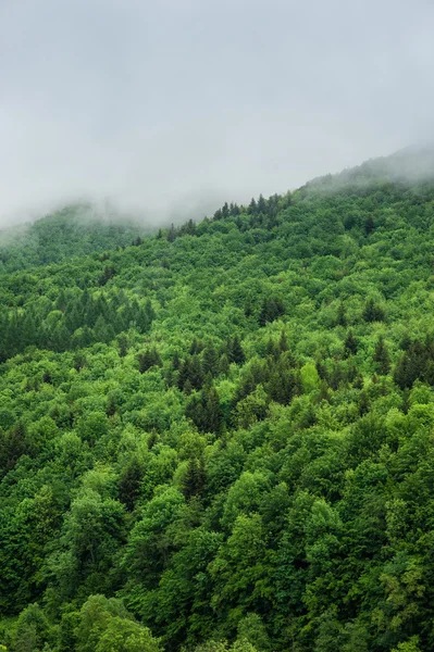 Summer forest with sun light — Stock Photo, Image