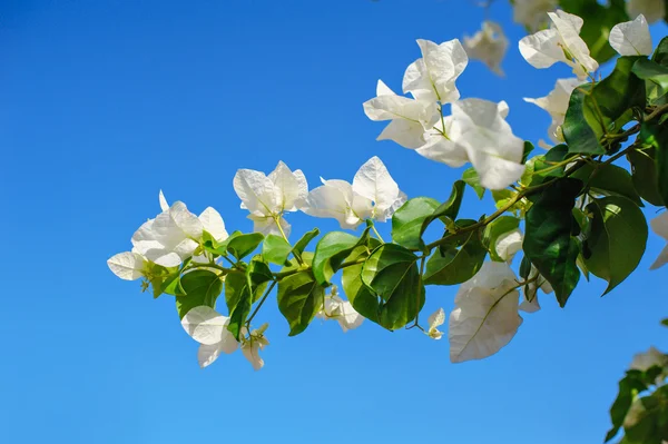 Bougainvillea kvetoucí stromy v letním parku — Stock fotografie