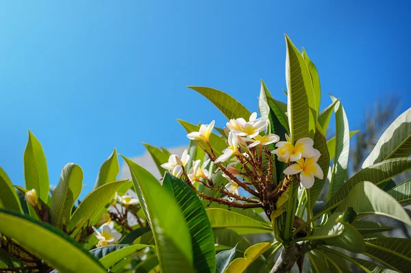 Egy fa plumeria közeli virágzó ága — Stock Fotó