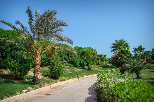 Yolun kenarında palmiye ağacı — Stok fotoğraf