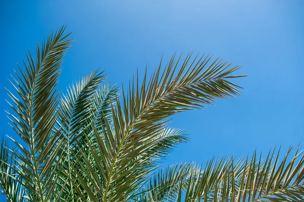 Ramas de palma contra el cielo azul — Foto de Stock