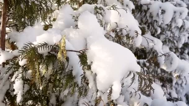 Bellissimo abete coperto di neve nel parco in inverno — Video Stock