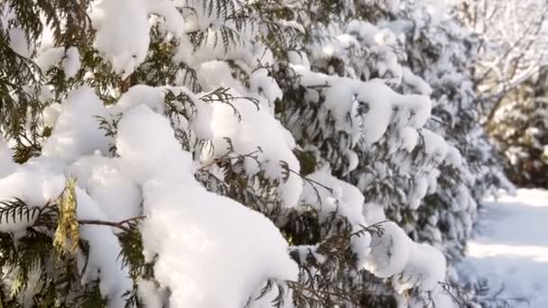 Hermoso abeto cubierto de nieve en el parque en invierno — Vídeo de stock