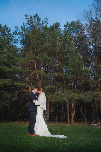 Novio besa a la novia sobre un fondo de bosque de pinos — Foto de Stock