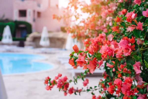 Flowering bush on the hotel in Egypt — Stock Photo, Image