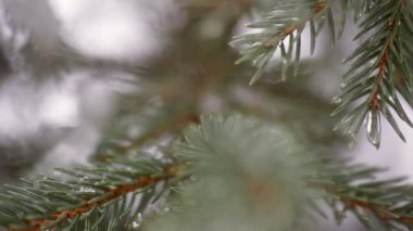 Kışın kar ve düşen kar güzel köknar ağacı