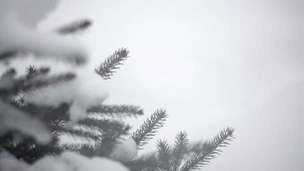 Árbol de invierno nevado en un parque — Vídeo de stock