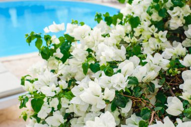 Beyaz bougainvillea Çiçek bahçesinde