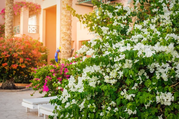 Weiße Bougainvillea blüht im Garten — Stockfoto