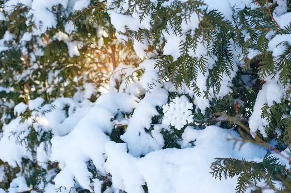 Krásný zasněžený vánoční strom — Stock fotografie