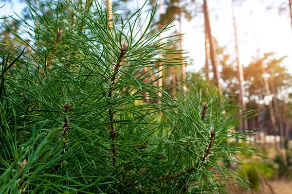 As agulhas em um ramo de pinheiro fecham — Fotografia de Stock