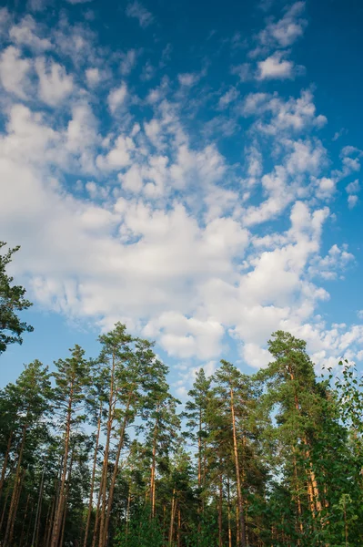 Vacker tallskog på himmel bakgrund — Stockfoto