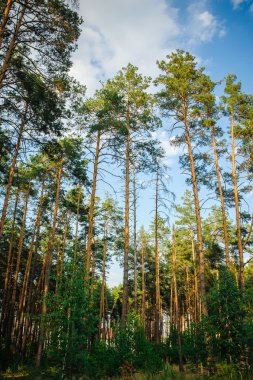 Güzel sonbahar ormanı
