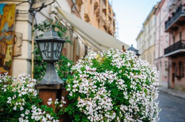 Lviv sokaklarında çiçekler