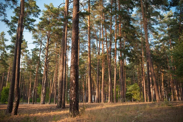 Bela floresta de outono — Fotografia de Stock