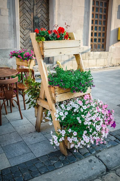 Lviv sokaklarında çiçekler — Stok fotoğraf