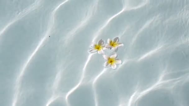Três frangipanis flutuando na piscina — Vídeo de Stock
