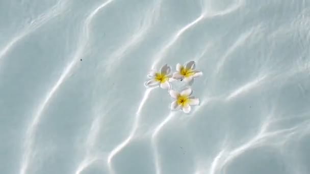 Tre frangipani galleggianti sulla piscina — Video Stock