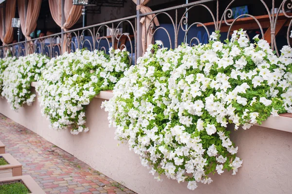 Bouquets de fleurs blanches dans la rue — Photo
