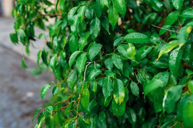 Park ağaç üzerindeki yeşil yaprakları