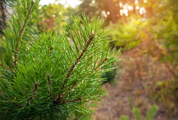 Pine tree branch close-up on defocused green background — Stock Photo, Image